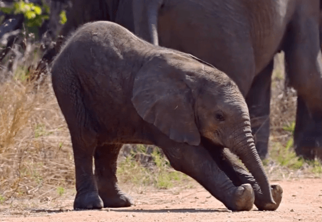 a baby elephant stretching